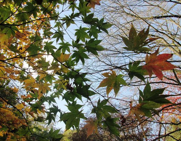 Green and yellow Japanese Maple leaves in Winkworth Arboretum - image #294789 gratis
