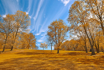 Gold Meadowlark Gardens - HDR - Free image #295029