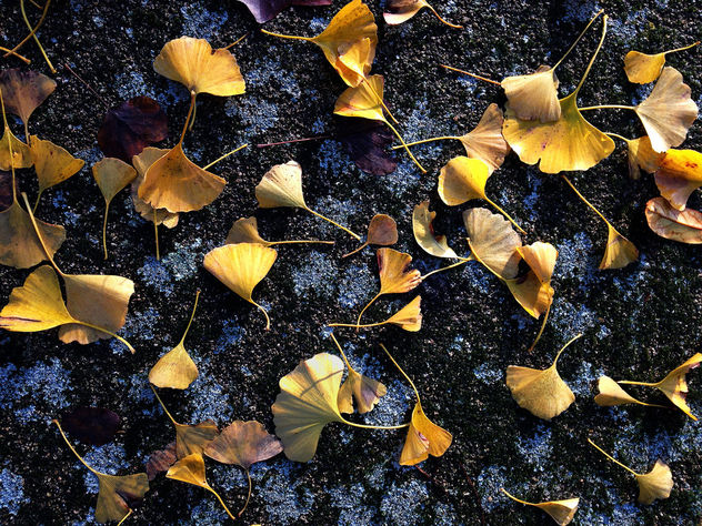 Leaves on tarmac - бесплатный image #295059