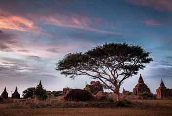 Bagan Tree - Free image #295139