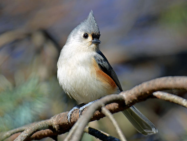 Tufted Titmouse in an Evergreen - Free image #295429
