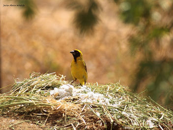 Southern masked weaver bird (Ploceus velatus) in Goegap Nature Reserve (Namakwaland, South Africa) - бесплатный image #295619