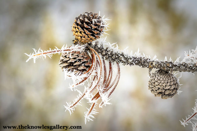 Ice crystals on a pine tree limb with cones - бесплатный image #296009