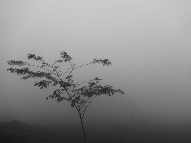 mist tree - Free image #296069