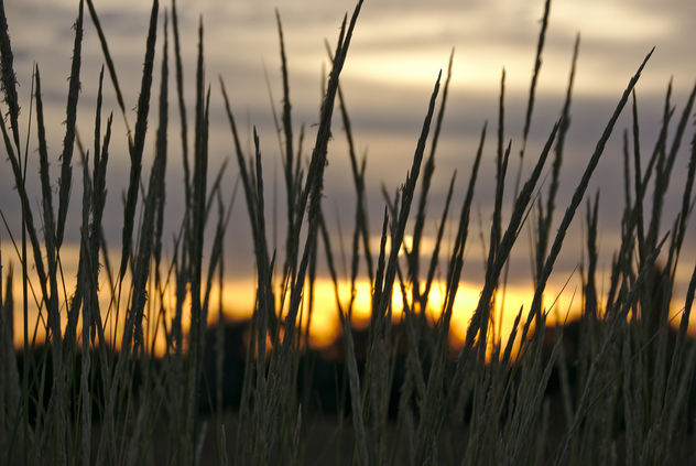Grassland at sunset - Free image #296289