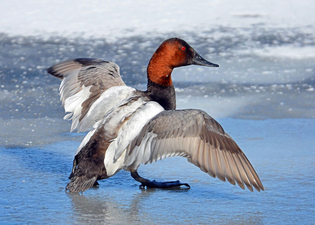 Canvasback Duck - Free image #296409