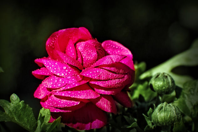 A ranunculus flower - image #296459 gratis