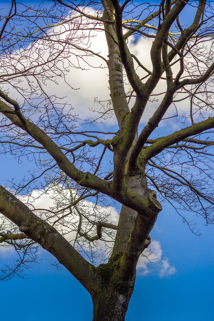 Tree in the Sky - image #296589 gratis