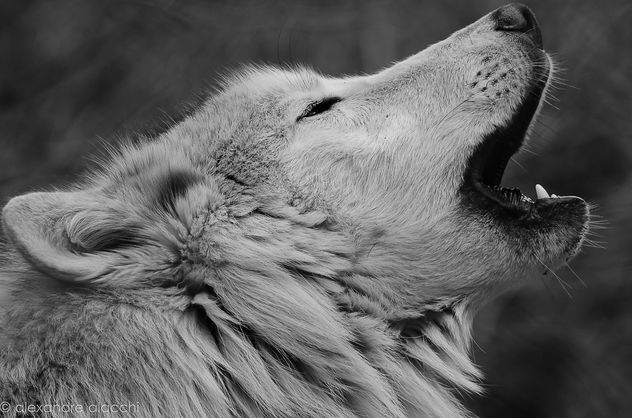Wolf - Kostenloses image #296669
