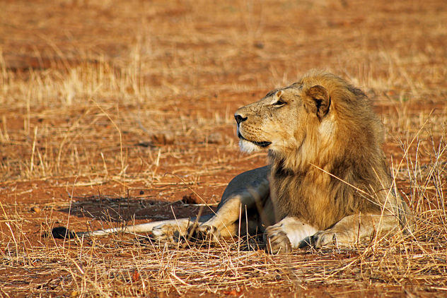 Lion: Panthera leo - image gratuit #296689 