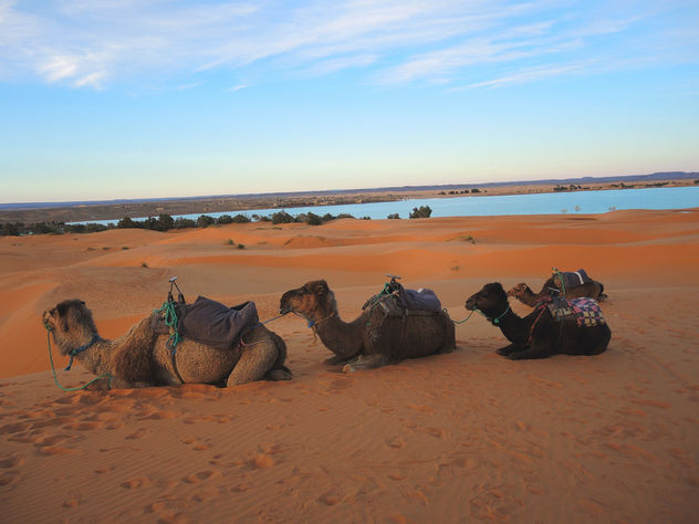 Morocco-resting time for camels - Free image #296739