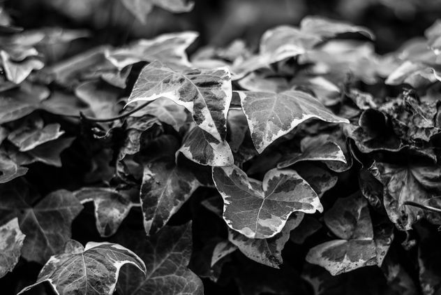 Patterns project - BW leaves - Kostenloses image #296839