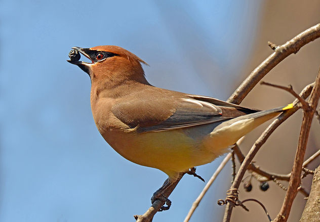 Cedar Waxwing with Berry - Kostenloses image #296919