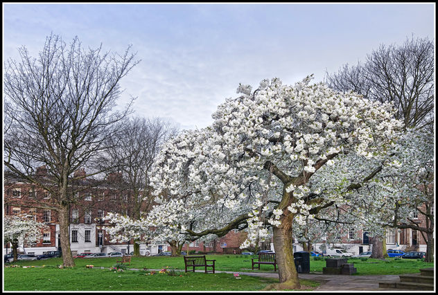 White Blossom - image gratuit #297139 