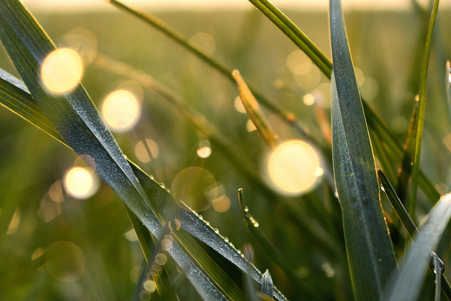 Dew in the first light - image gratuit #297199 