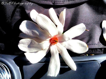 Magnolia Flower - image #297259 gratis