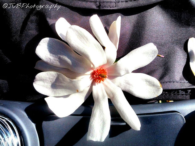 Magnolia Flower - image gratuit #297259 