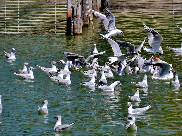 group of seagulls - Free image #297569