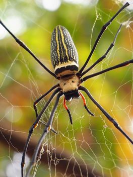 Spider on a net - бесплатный image #297589