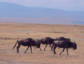 Tanzania (Ngorongoro Crater) Gnus (Wildebeests) - image gratuit #298249 