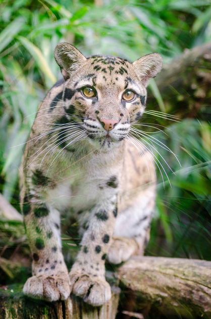 Clouded leopard - Free image #298259