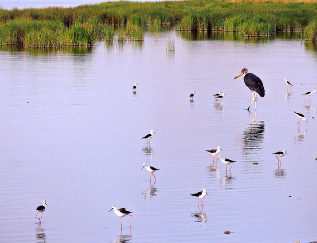 Tanzania (Serengeti National Park) Black-Winged Stilts and a Stork - Kostenloses image #298269