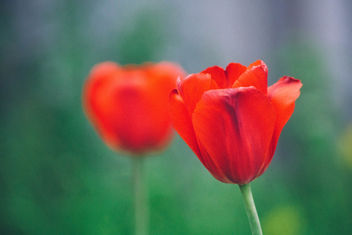 tulips - image #298909 gratis