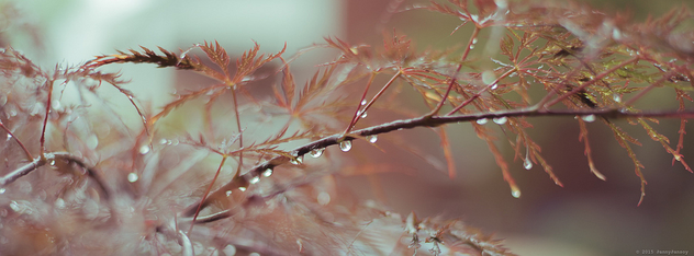 Japanese Maple Droplets - image gratuit #298949 