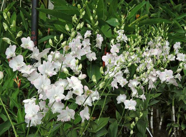 Singapore-National orchid garden 11 - image gratuit #299129 