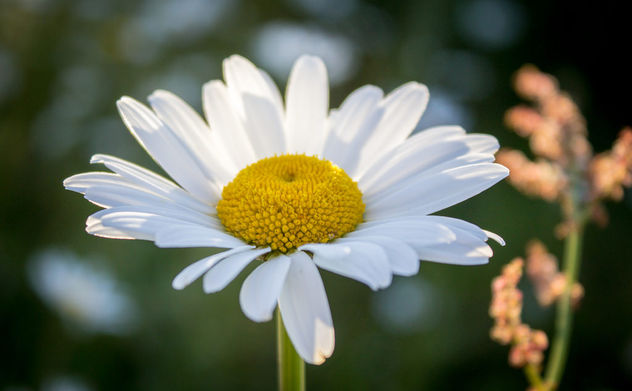 summer daisy - бесплатный image #299139