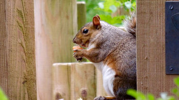 Squirrel eating a strawberry at Leighton Moss - Free image #299749