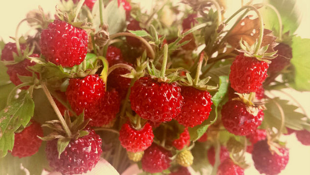Wild strawberries - Free image #299789