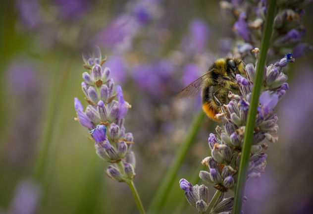Lavender bee - Kostenloses image #299939