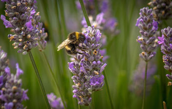 More Bees - image #299949 gratis