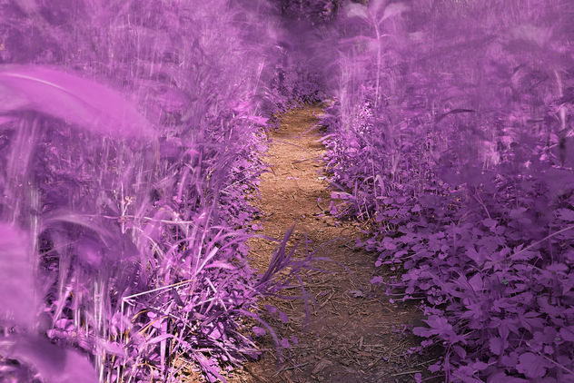 Windy Goose Creek Trail - Lavender Fantasy HDR - бесплатный image #300149
