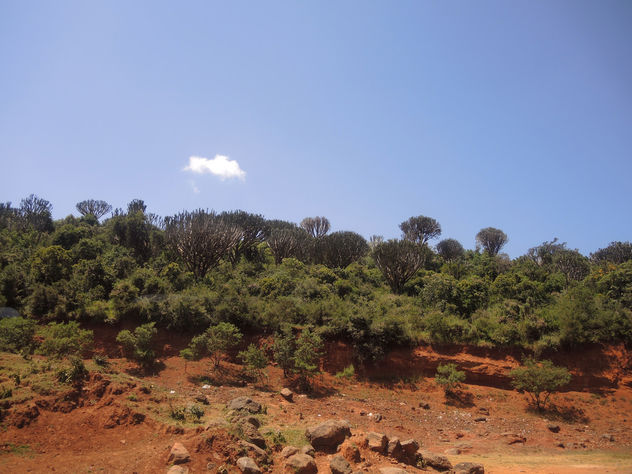 Kenya (Rift Valley) Amazing Candelabra trees in savanna - Free image #300429