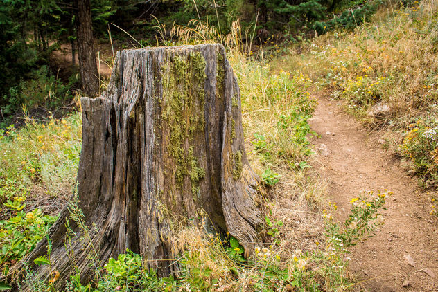 Tree Stump, Eldorado Canyon State Park - image #300439 gratis