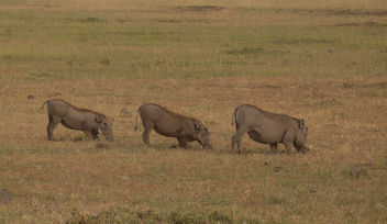 Kenya (Masai Mara) Warthog family in line position - image gratuit #300529 