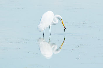 Horicon Marsh Egret - Free image #300589