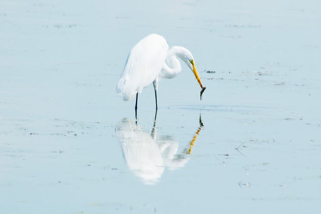 Horicon Marsh Egret - image #300589 gratis