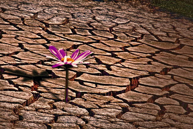 Lone flower in a dry place - Free image #300629