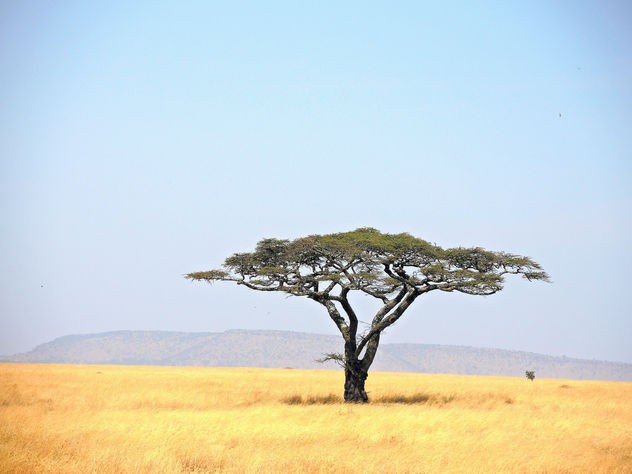 Tanzania (Serengeti National Park) Tranquility - бесплатный image #300699
