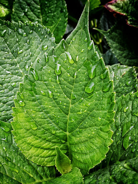 Wet leaf - Free image #300789