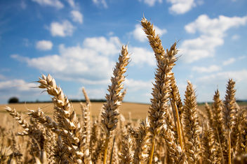 Wheat macro - Kostenloses image #300879