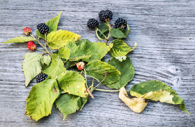 late season blackberries - image gratuit #300989 