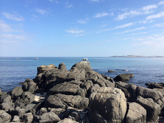 A couple of seagulls on the rocks - image gratuit #301159 