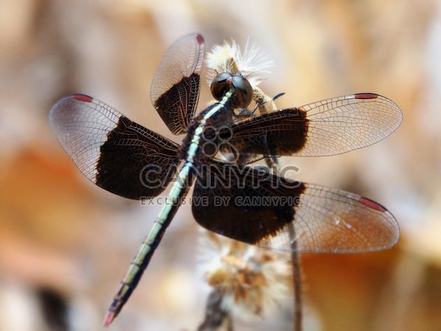 Dragonfly in public area - Free image #301409