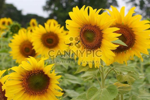 Fields of sunflowers - image #301419 gratis