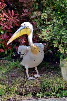 American pelican rests - бесплатный image #301619