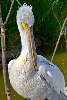 American pelican portrait - Free image #301629